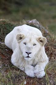 Maybe you would like to learn more about one of these? White Lion Cub Photograph By M Watson