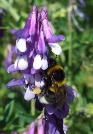 Maybe you would like to learn more about one of these? Bees Seem To Benefit From Having Favorite Colors Bee Bumble Bee Bee Friendly