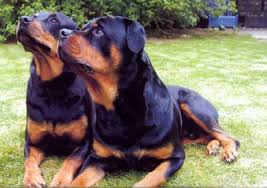 Black and tan, black and rust, and black and mahogany. Rottweiler Encyclopedia Article Citizendium