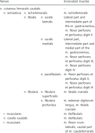 It has been said that a skilled clinician can identify the source of abdominal pain from the history alone 80 to 90% of the time. Nerves Coming From The Sacral Plexus And Their Innervated Muscle In Download Table