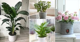 Buy exotic & premium flowers for birthday online. 21 Vastu Plants For Home For Health Harmony Wealth