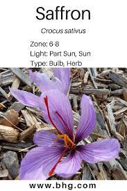 Saffron Plants Herbs Crocus