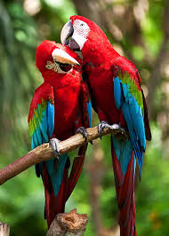 22 Scarlet Macaw Facts Guide To The Beautiful Ara Macao Pet Birds Most Beautiful Birds Bird Mates