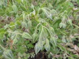 Image result for Trichodesma zeylanicum