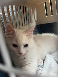 Är de någon här som har en sibirisk katt fast dem är extremt allergiska??