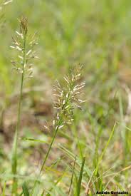 Image result for Eragrostis rogersii