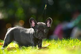 Viele meinten auch das es ein mischling sein kann was ich auch denke.habe ihn von ebay. Wie Lange Dauert Es Bis Eine Franzosische Bulldogge Ausgewachsen Ist Franzoesischebulldogge De