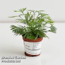 Image result for Actiniopteris