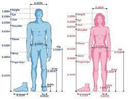 Body proportionsdiscover how your body is proportioned and how to flatter your body proportions. Standardized Proportions Of The Male And Female Body As A Function Of Download Scientific Diagram