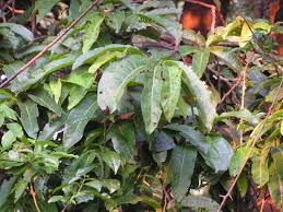 Image result for Pycnanthus