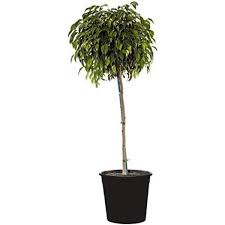 Image result for Ficus pygmaea