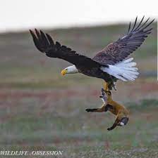 Check spelling or type a new query. Bald Eagle Carrying A Red Fox By Its Face Natureismetal