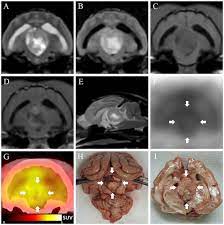 Frontiers Case Report Long Term Chemotherapy With Hydroxyurea And Prednisolone In A Cat With A Meningioma Correlation Of Fdg Uptake And Tumor Grade Assessed By Histopathology And Expression Of Ki 67 And P53