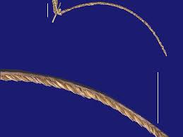 Image result for Cynodon nlemfuensis