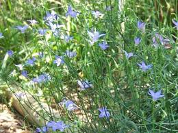 Keep warm & moist, avoid drying out or waterlogging the growing mix. Garden Flowers Australian Bluebell Tall Bluebell Wahlenbergia Stricta Photo Cultivation And Description Characteristics And Growing