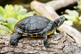 Cumberland Slider Information And Slider Petguide