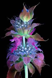 Slay terrible monsters, discover powerful artifacts, and solve fiendish puzzles, reaching new heights in the tower with the aid of a titan. Fluorescent Photography Elevates Flowers To Fantastical Glowing Flowers Strange Flowers Unusual Flowers