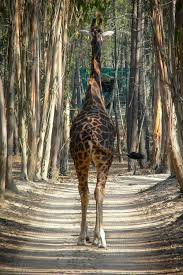 Celiabasto Giraffe Animals Beautiful Giraffe Pictures
