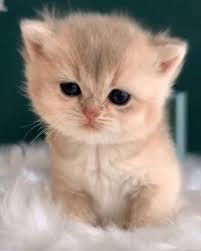 So Cute Video In 2020 Cute Baby Cats Cute Cats Cute Animals