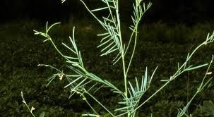 Image result for Tephrosia linearis
