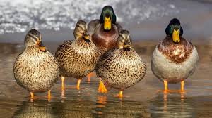 نتیجه جستجوی لغت [canard] در گوگل