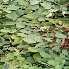 Image result for Agelanthus zizyphifolius