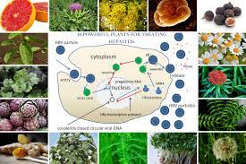 19 Powerful Medicinal Plants For Treating Hepatitis