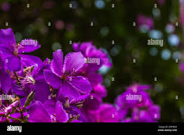 Image result for Dissotis longisepala