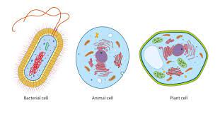 All living things can be divided into three basic these organisms, called eukaryotes, can be unicellular or multicellular and include animals, plants, fungi and protists. Prokaryotes Vs Eukaryotes Biology Dictionary
