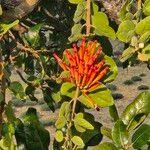 Image result for Phragmanthera dschallensis