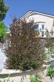 Image result for Dodonaea viscosa