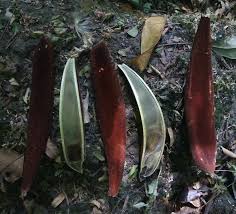 Image result for Bussea