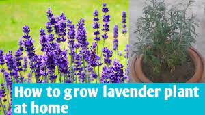 Oneindia hindi dictionary offers the meaning of garden in hindi with pronunciation, synonyms, antonyms, adjective and more related words in hindi. How To Grow Lavender At Home How To Care For Lavender Plant In Hindi Youtube