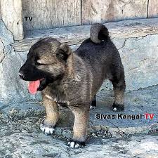 Sivas Kangal Tv Malakli Akbas Turkish Lion Boz Anatolian Shepherd Dog Alabai Caucasian Owtscharka In 2020 Mastiffs Dogs Animals