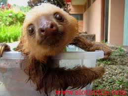 Coloring page with little baby taking bath. Herro Iz Cute Cute Baby Sloths Cute Sloth Pictures Baby Sloth