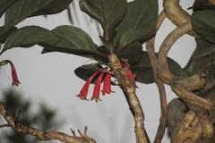 Image result for Psammotropha myriantha