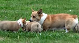 Funny and cute corgi puppies videos compilation 2021 cutest corgis ever. Cute Corgi Puppies Playing With Mom Petrage