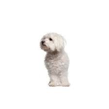 We offer 101 maltipoo puppies for sale in florida. Maltipoo Puppies Petland Sarasota