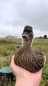 Kendrick x pumpkim @Kendrick Lamar #rap #noharm #peacful #pumpkin #musictok  #cute #animals #vira #happy #adrable #everything #notlikeus #theynotlikeus  #kendrick #CapCut