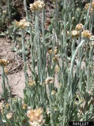 Image result for Pseudognaphalium luteo-album