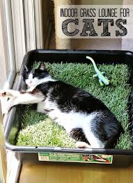 Pin On Fur Babies