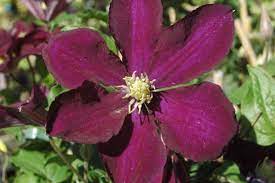 Check spelling or type a new query. Clematis Warszawska Nike