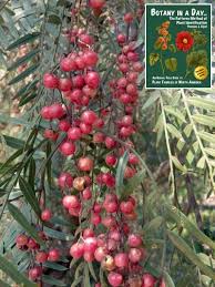 Image result for Anacardiaceae