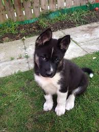 Black And White Akita Puppy For Sale Husky Akita Mix Akita Puppies Husky Corgi Mix Puppies Akita Dog
