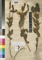 Image result for Eriosema parviflorum