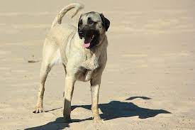 Kangal holders are able to create and vote on governance proposals, and will be able to stake kangal liquidity tokens. Kangal Charakter Haltung Pflege Rassebeschreibung Zooplus