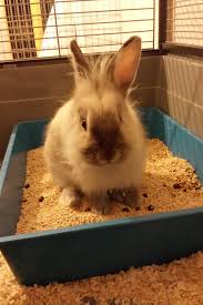 Le orecchie del coniglio ariete cadono solo dopo il terzo mese di vita e se la cosa si verifica troppo precocemente può essere sintomo di malattia o di Abituare Un Coniglio Alla Lettiera House Rabbit Society