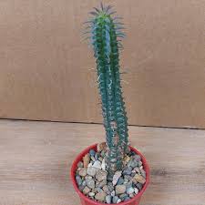 Image result for Euphorbia persistentifolia