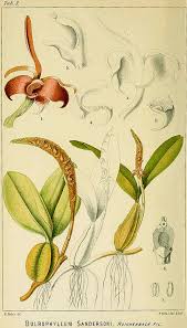 Image result for Bulbophyllum schimperianum