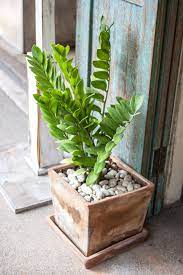 .we need to start bringing in your houseplants to create a plant oasis to enjoy all winter long. Best Indoor Plants For Fall And Winter Inspired Living Omaha Com